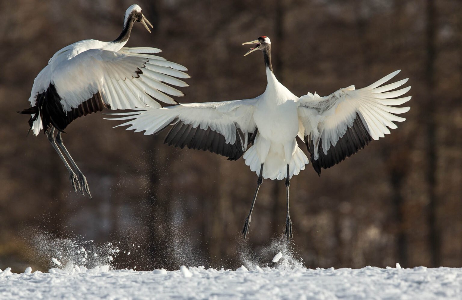 Red-crowned cranes captured on our Hokkaido photography tours