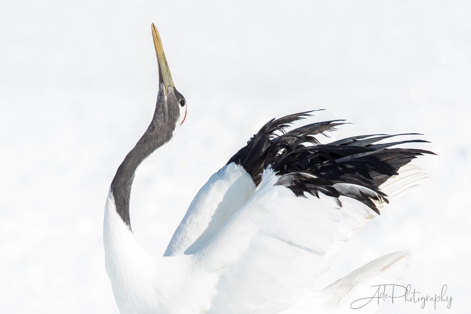 Red-crowned cranes captured on our Hokkaido photography tours