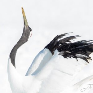 Red-crowned cranes captured on our Hokkaido photography tours