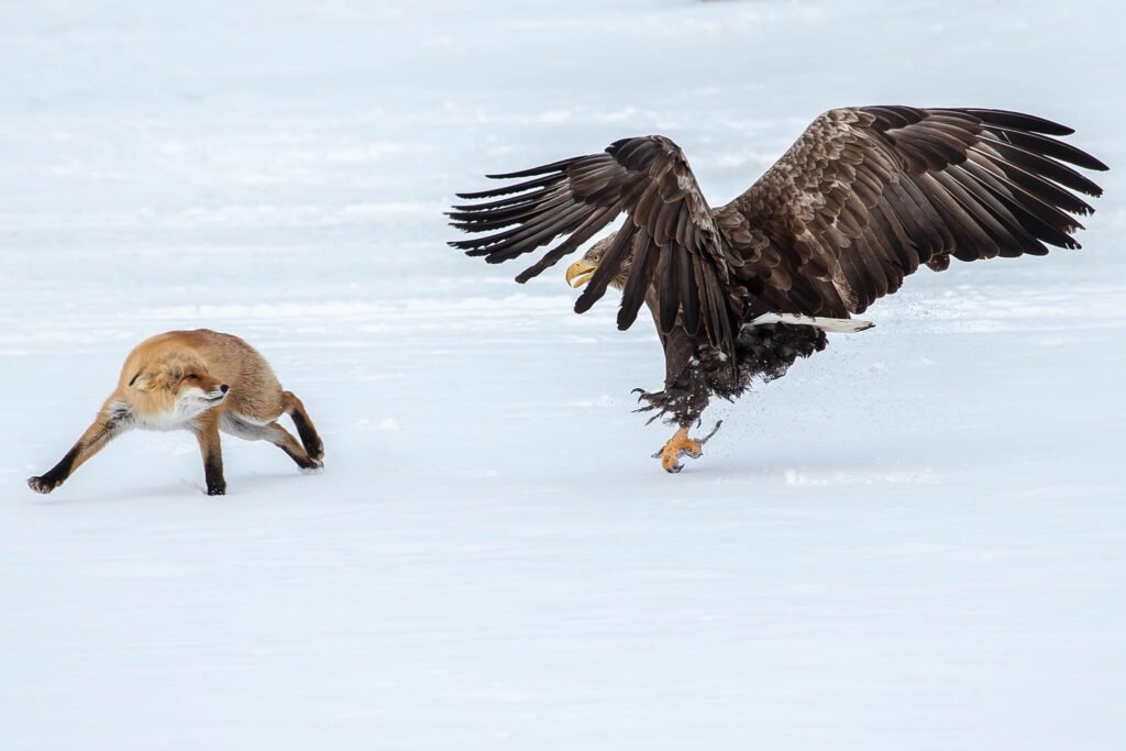 Wildlife photography in Hokkaido