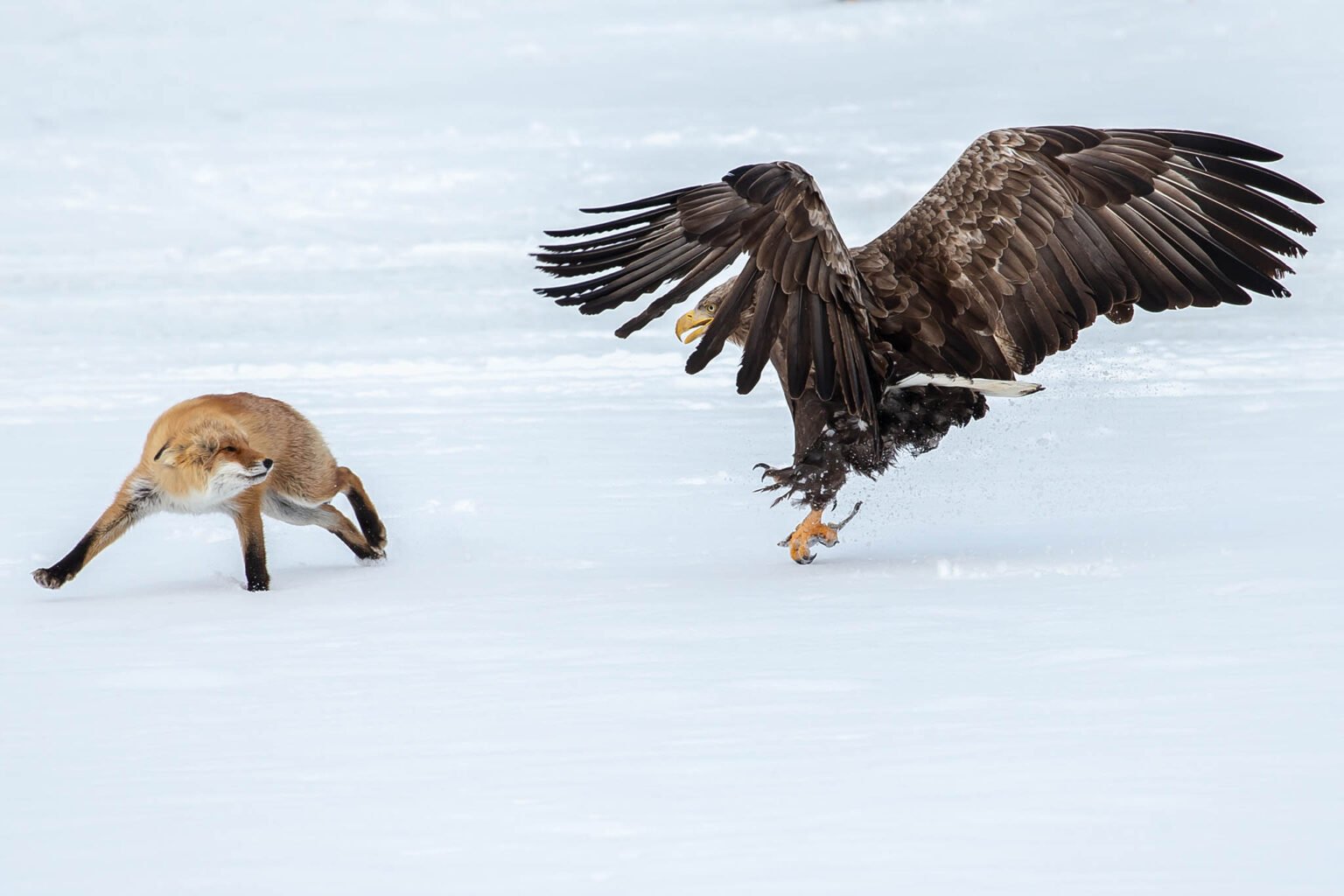 Wildlife photography in Hokkaido