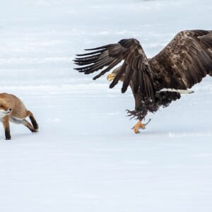 Wildlife photography in Hokkaido