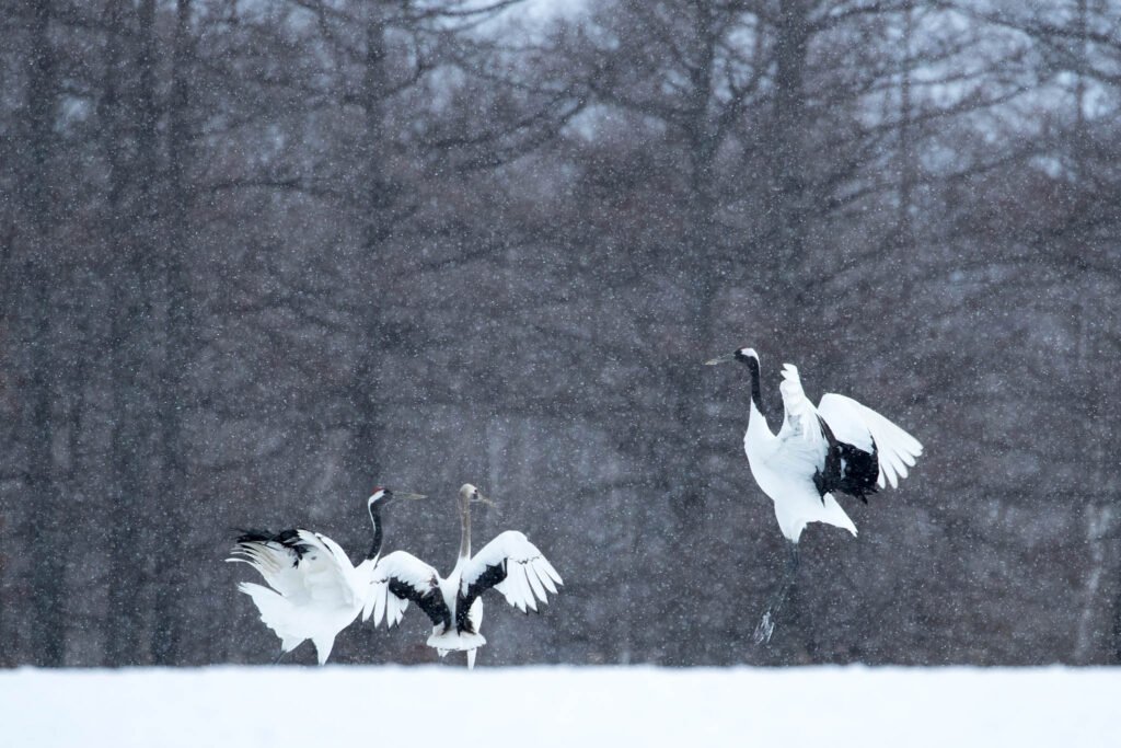 Beautiful birds captured on our Hokkaido photography tours