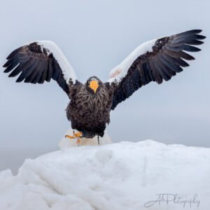 Wild Hokkaido in Winter : Feb 2026 - With Guy Edwardes