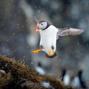 Taken on my wildlife in Norway photography tours.