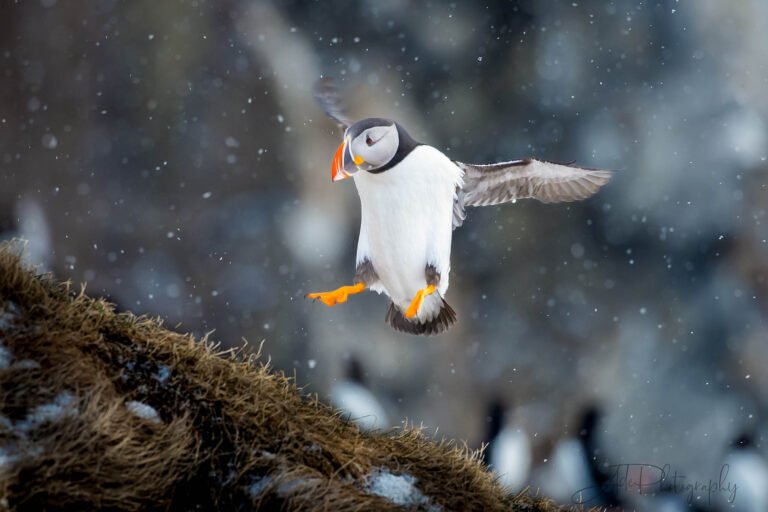 Taken on my wildlife in Norway photography tours.