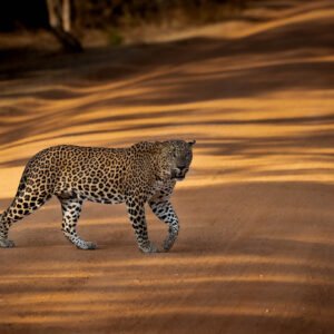 Leopard in Sri Lanka