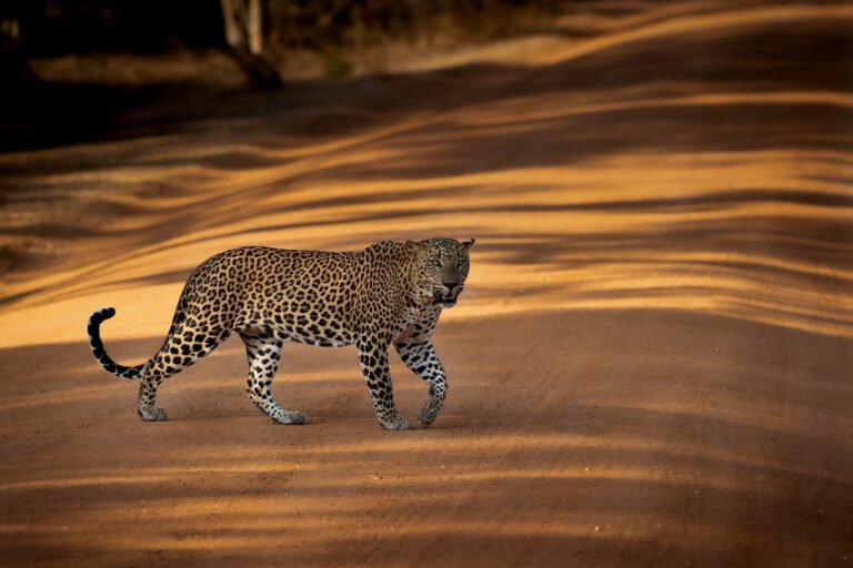 Leopard in Sri Lanka