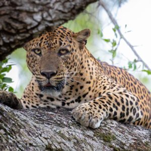 Wildlife photography in Sri Lanka