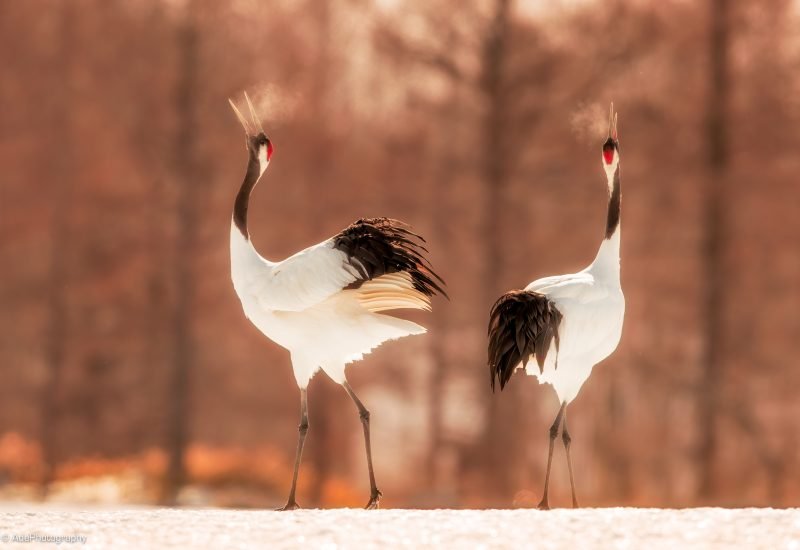 Beautiful birds captured on our Hokkaido photography tours