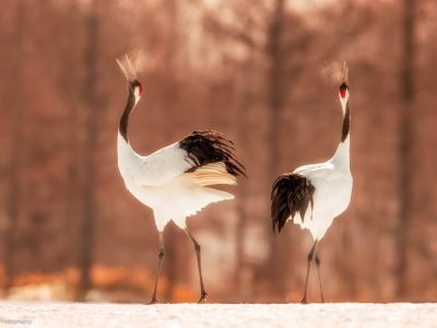 Red-crowned cranes captured on our Hokkaido photography tours