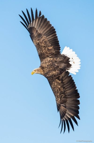 Beautiful birds captured on our Hokkaido photography tours