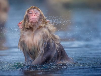 Snow Monkeys - Wildlife photography in Hokkaido