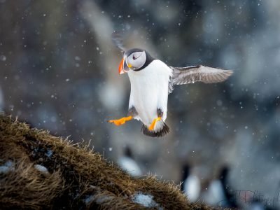 Taken on my wildlife in Norway photography tours.