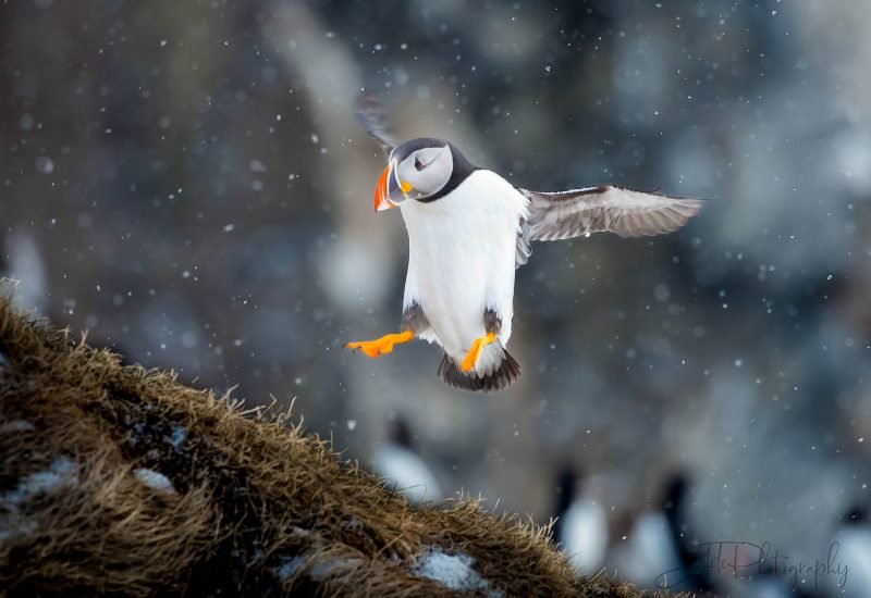 Taken on my wildlife in Norway photography tours.