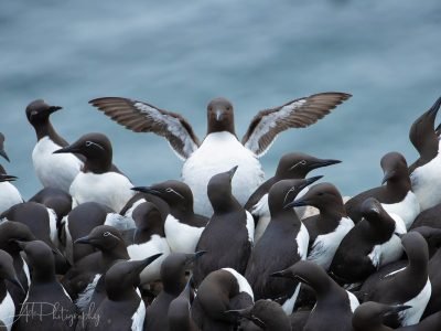 Taken on my wildlife in Norway photography tours.