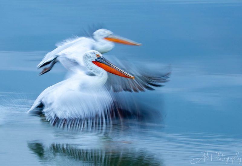 Pelicans - Lake Kerkini - Greece