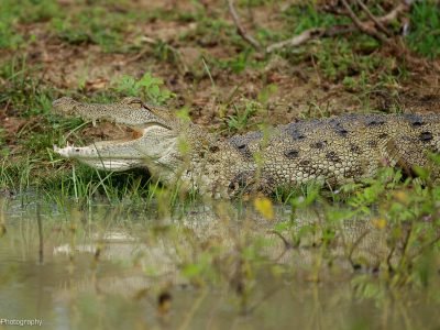 Crocodile in Sri Lanka. Wildlife photo tours in Sri Lanka.