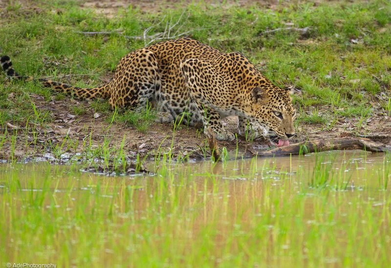 Leopard of Yala in Sri Lanka - Wildlife photo tours in Sri Lanka.