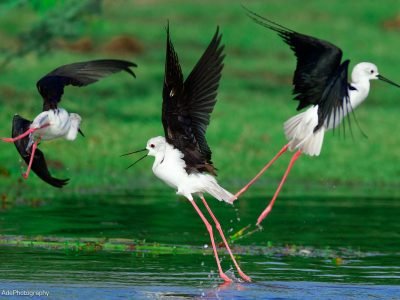 Wildlife photo tours in Sri Lanka.