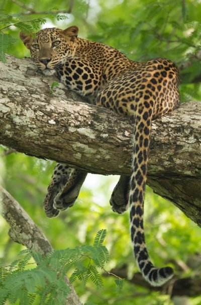 Wildlife photography in Sri Lanka