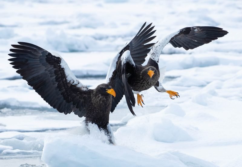 Beautiful birds captured on our Hokkaido photography tours