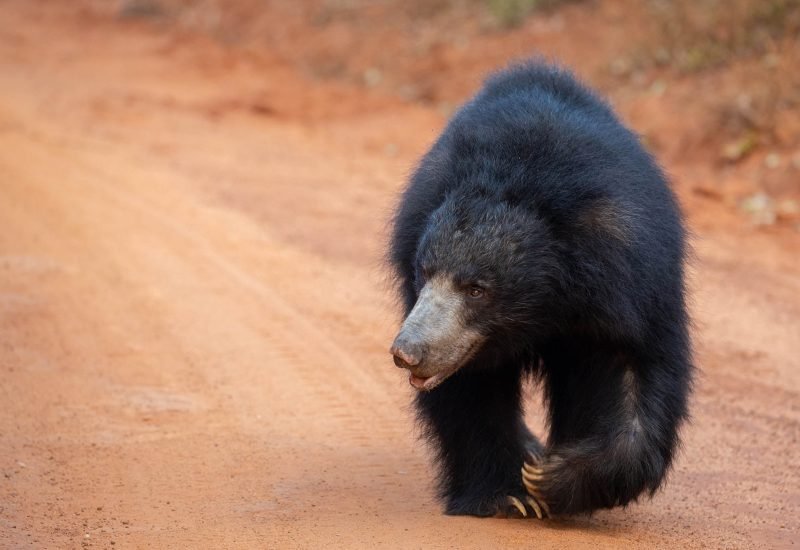 Wildlife photography in Sri Lanka