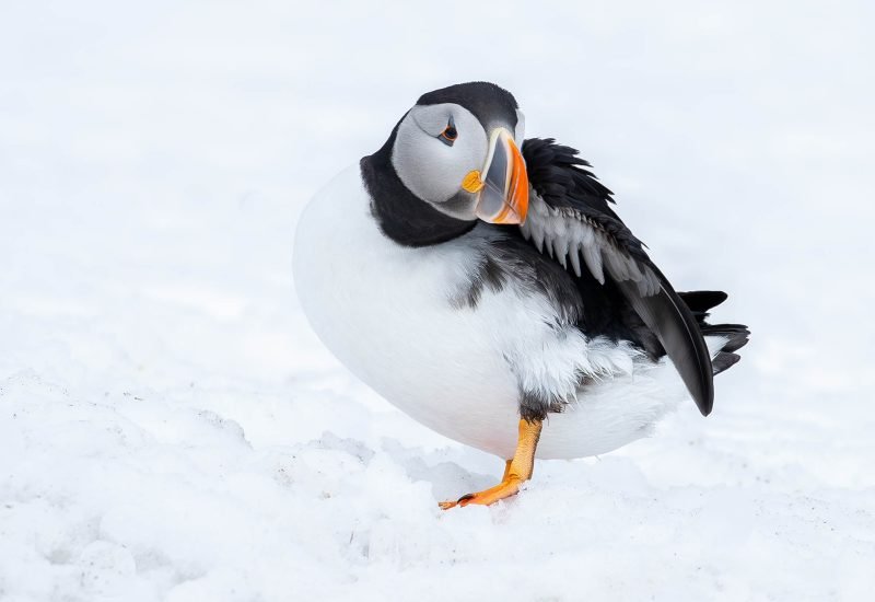 Wildlife in Norway