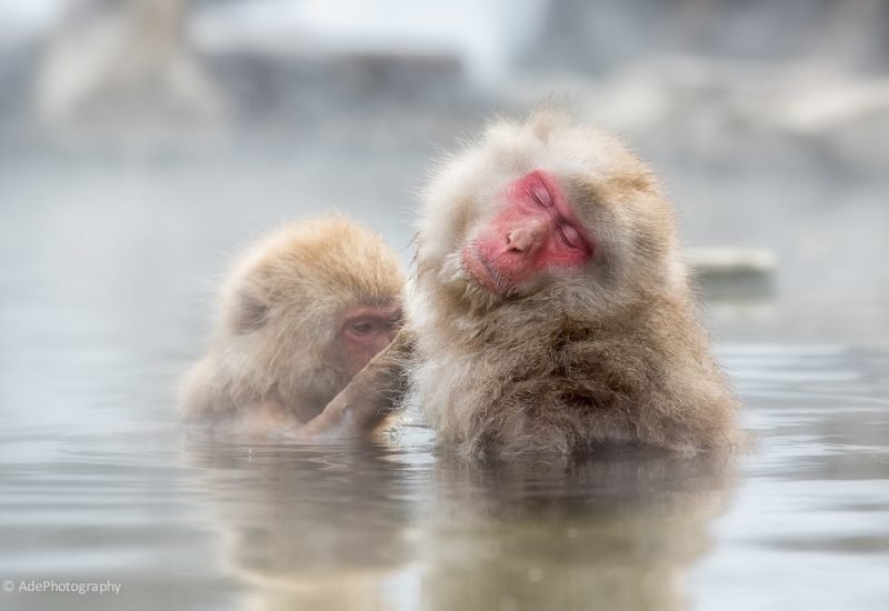 Snow Monkeys - Wildlife photography in Hokkaido