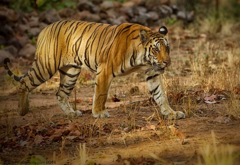 Bengal tiger in India.