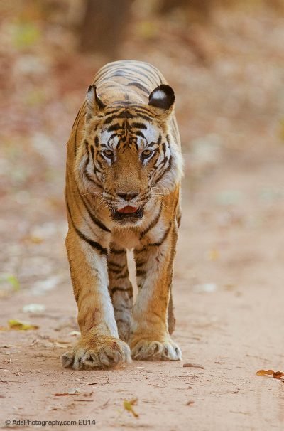 Bengal tiger in India. Wildlife Photography Tours in India.