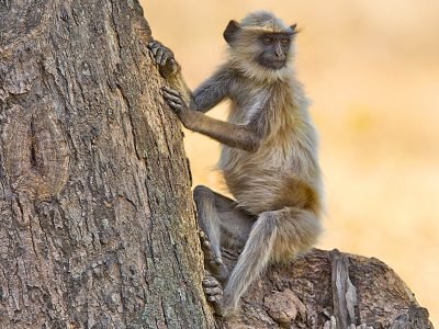 Wildlife in India