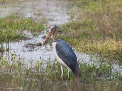 Wildlife in India